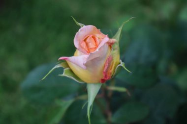 Bu bahar açan güzel güller