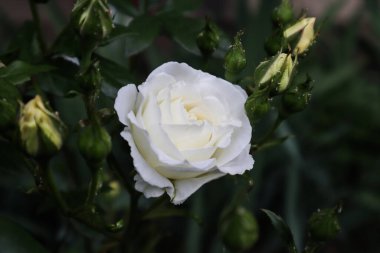 Bu bahar açan güzel güller