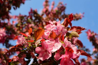 Sakura 2020 baharında çiçek açtı.