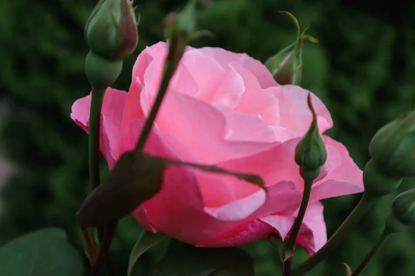 Bu bahar açan güzel güller