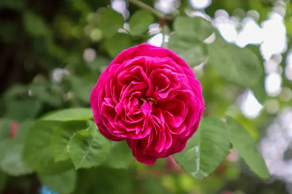 Bu bahar açan güzel güller