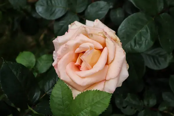 美丽的玫瑰在今年春天盛开 — 图库照片