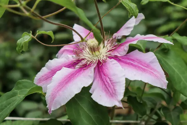İlkbaharda güzel çiçek