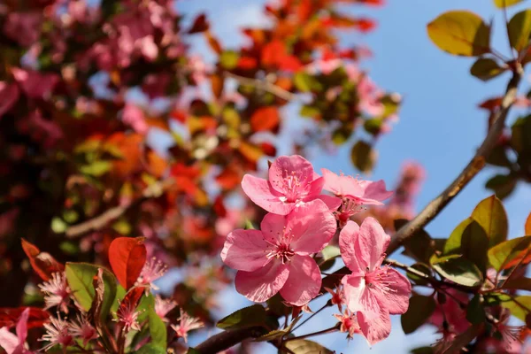 Sakura 2020 baharında çiçek açtı.