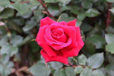 Bu bahar bizim için güzel güller açtı.