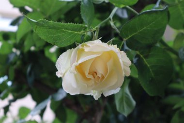 Bu bahar bizim için güzel güller açtı.