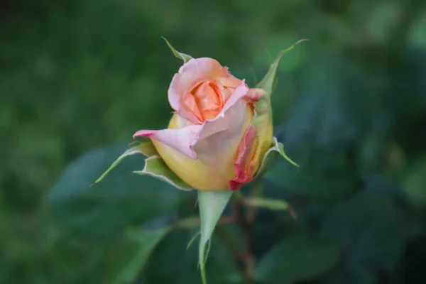 Bu bahar bizim için güzel güller açtı.
