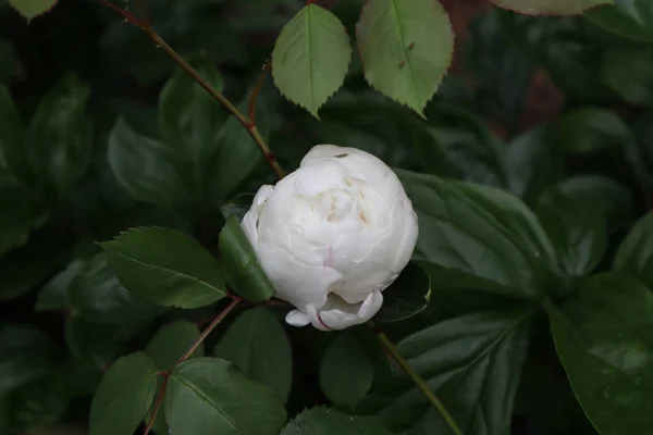 春の花はとても美しい — ストック写真