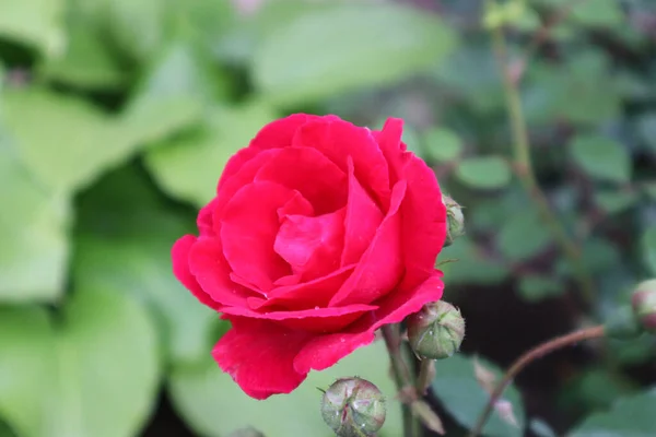 Bu bahar bizim için güzel güller açtı.