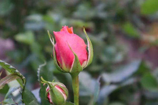 Güzel güller bu bahar çok hoş görünüyor.