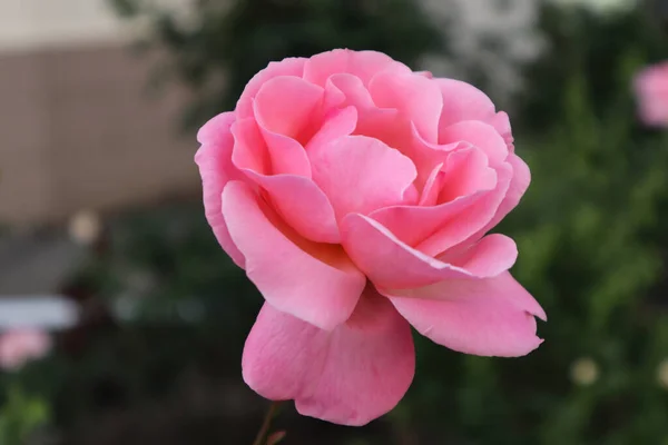 Güzel güller bu bahar çok hoş görünüyor.