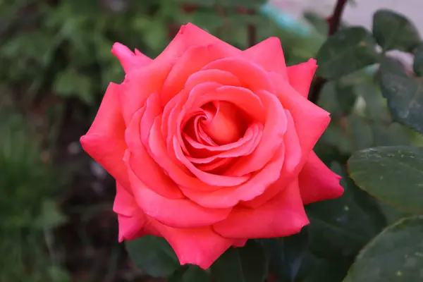 Güzel güller bu bahar çok hoş görünüyor.