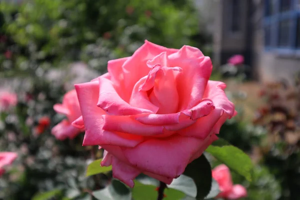 Güzel güller bu bahar çok hoş görünüyor.