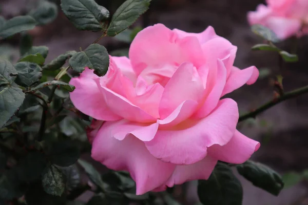 Güzel güller bu bahar çok hoş görünüyor.