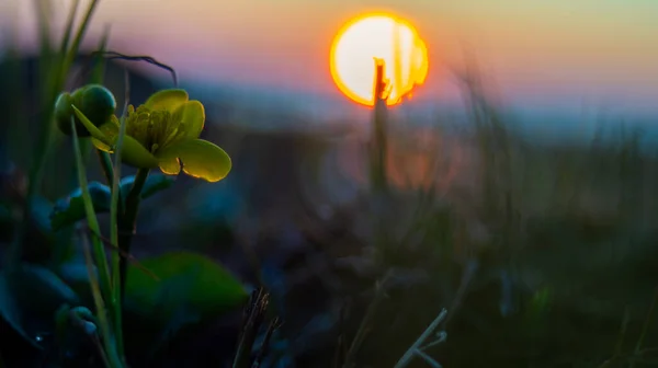 Sahildeki Sarı Çiçek Günbatımının Arka Planında — Stok fotoğraf