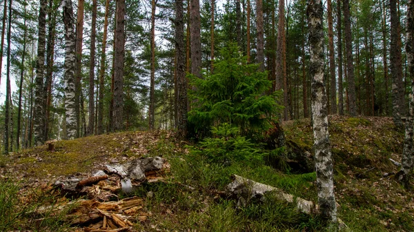 Path Northern Forest — Stock Photo, Image