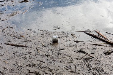 Plastik şişe meşrubat ya da bira son derece kirlenmiş bir gölette baş aşağı yüzer.