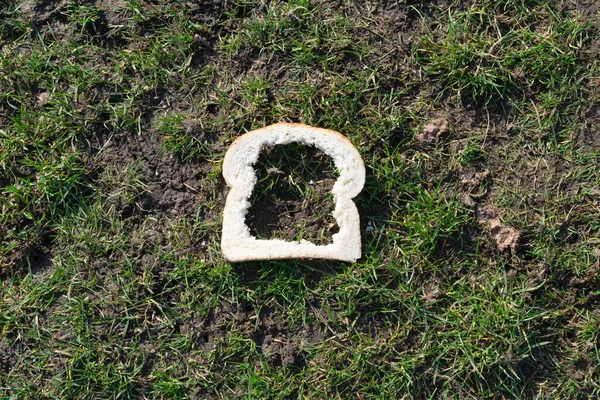 庭で鶏が食べたパンのスライスが草の中に横たわっています — ストック写真