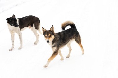Kışın evsiz köpek dışarıda.