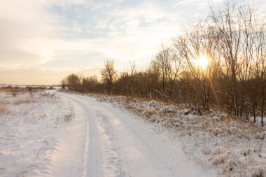 Gün batımında mavi gökyüzünün altında donmuş kuru sarı çimlerle kaplı soyulmuş tarımsal bir tarla üzerindeki donmuş çıplak ağaçlarla kışın manzarası
