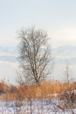 Gün batımında mavi gökyüzünün altında donmuş kuru sarı çimlerle kaplı soyulmuş tarımsal bir tarla üzerindeki donmuş çıplak ağaçlarla kışın manzarası