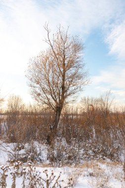 Gün batımında mavi gökyüzünün altında donmuş kuru sarı çimlerle kaplı soyulmuş tarımsal bir tarla üzerindeki donmuş çıplak ağaçlarla kışın manzarası