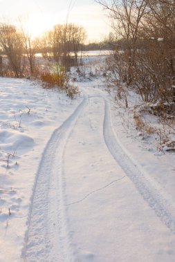 Gün batımında mavi gökyüzünün altında donmuş kuru sarı çimlerle kaplı soyulmuş tarımsal bir tarla üzerindeki donmuş çıplak ağaçlarla kışın manzarası