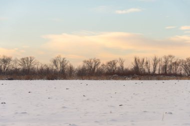 Gün batımında mavi gökyüzünün altında donmuş kuru sarı çimlerle kaplı soyulmuş tarımsal bir tarla üzerindeki donmuş çıplak ağaçlarla kışın manzarası