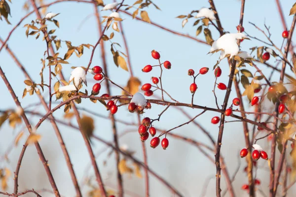 Kışın Kırmızı Dutlar — Stok fotoğraf