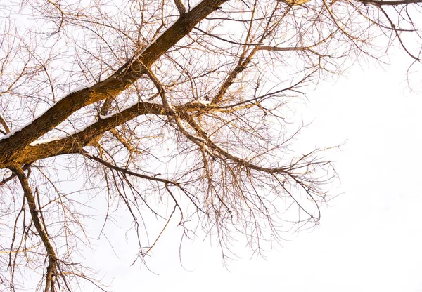 Χειμερινό Τοπίο Κατεψυγμένα Γυμνά Δέντρα Ένα Αποφλοιωμένο Αγροτικό Πεδίο Καλυμμένο — Φωτογραφία Αρχείου