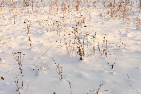 çim kar kış manzara altından sarı