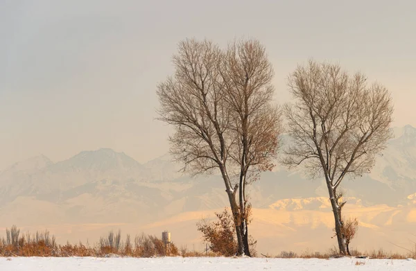 Paisaje Invernal Con Árboles Desnudos Congelados Campo Agrícola Pelado Cubierto — Foto de Stock