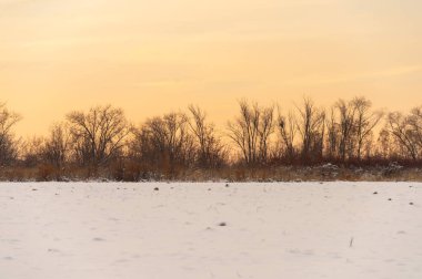 Gün batımında mavi gökyüzünün altında donmuş kuru sarı çimlerle kaplı soyulmuş tarımsal bir tarla üzerindeki donmuş çıplak ağaçlarla kışın manzarası