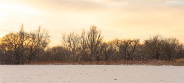 Gün batımında mavi gökyüzünün altında donmuş kuru sarı çimlerle kaplı soyulmuş tarımsal bir tarla üzerindeki donmuş çıplak ağaçlarla kışın manzarası