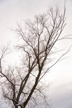 Beyaz arka planda ağaç şube silüeti