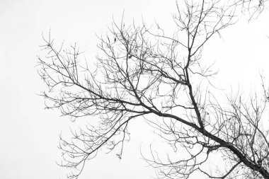 Beyaz arka planda ağaç şube silüeti