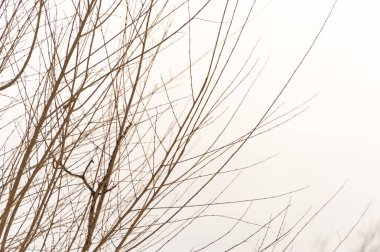 Beyaz arka planda ağaç şube silüeti