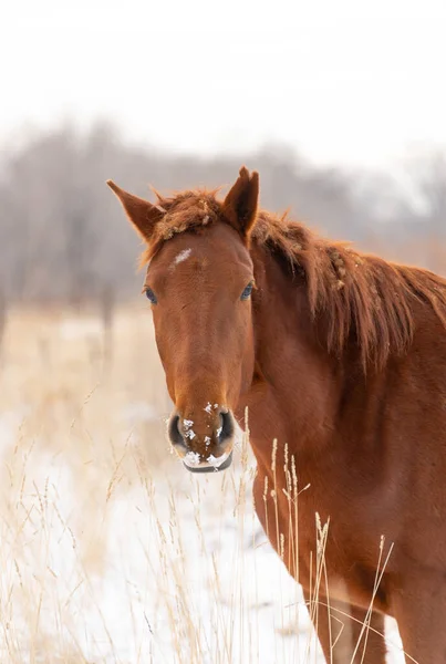 atların üzerinde çim üzerinde soğuk kar üzerinden parlak yapışmasını kış günü nibbling grubu