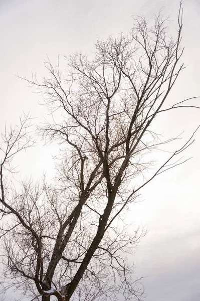 Albero Ramo Silhouette Uno Sfondo Bianco — Foto Stock