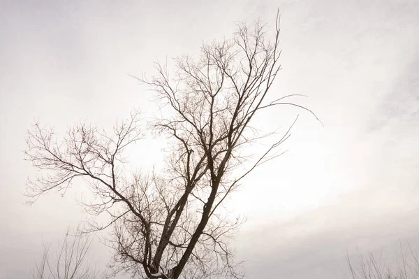 Albero Ramo Silhouette Uno Sfondo Bianco — Foto Stock