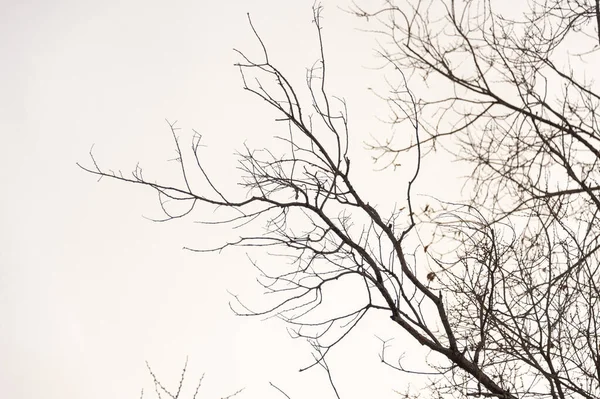 Boom Branch Silhouet Een Witte Achtergrond — Stockfoto