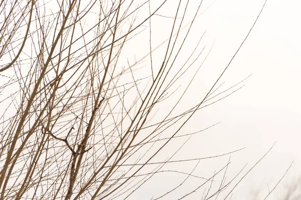 Albero Ramo Silhouette Uno Sfondo Bianco — Foto Stock