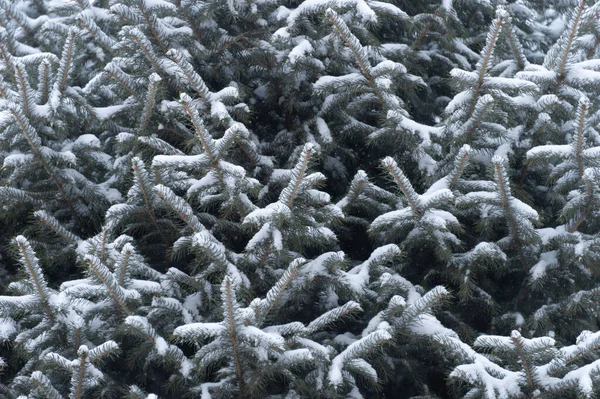 雪落在圣诞树的枝子上 — 图库照片