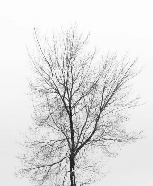 Árvore Ramo Silhueta Fundo Branco — Fotografia de Stock