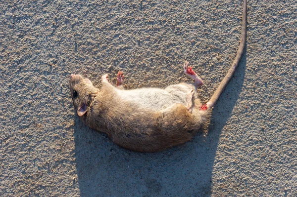 Sårad Råtta Vägen Död Mus Betongväg — Stockfoto