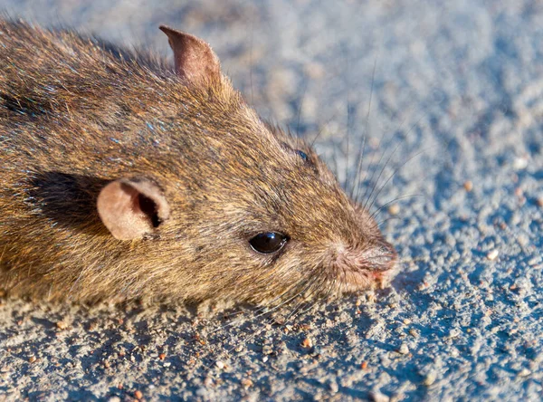 Sårad Råtta Vägen Död Mus Betongväg — Stockfoto