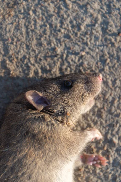 Sårad Råtta Vägen Död Mus Betongväg — Stockfoto