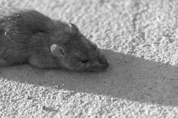 Ratto Ferito Sulla Strada Topo Morto Sulla Strada Cemento — Foto Stock