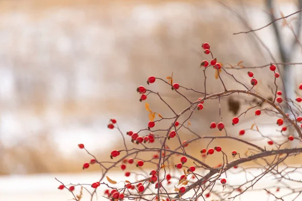 Rote Beeren Winter lizenzfreie Stockfotos