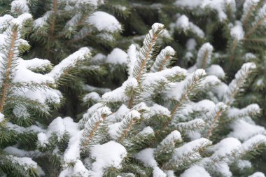 Kar, Noel ağacının dallarında uzanıyor.